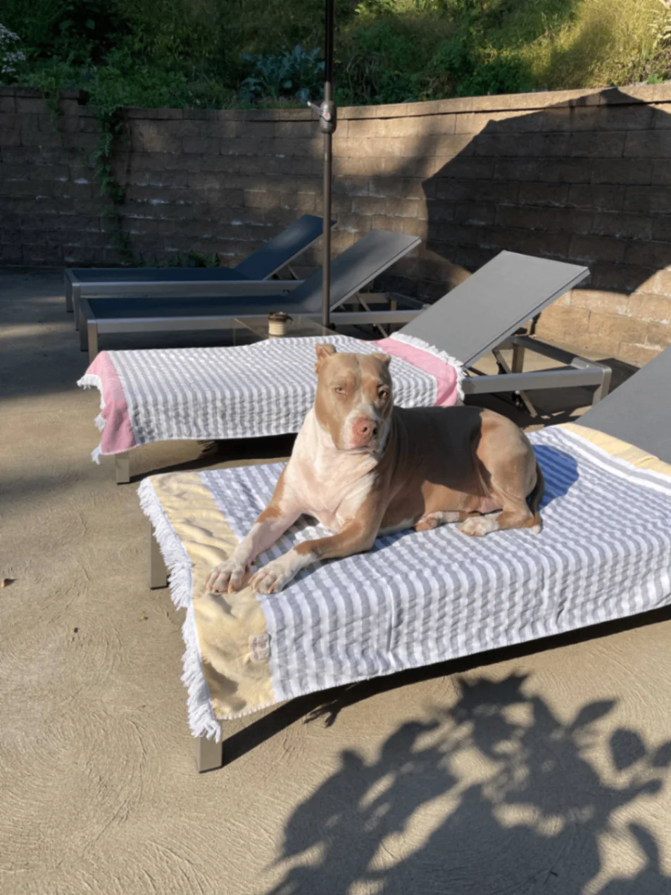 Dog resting on a lounge chair beside the pool