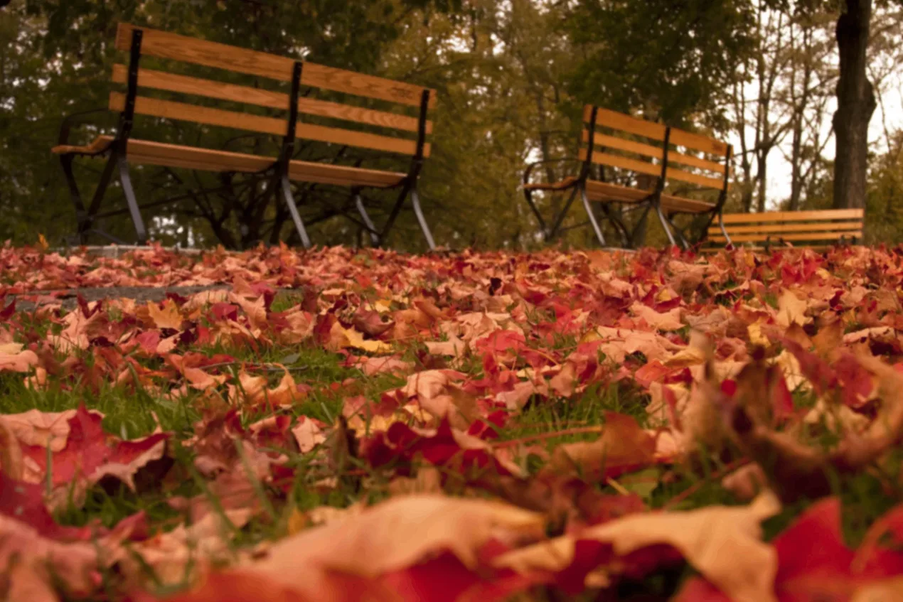 Autumn leaves scattered beneath park benches